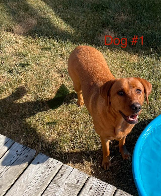 Two Super Friendly Red Fox Lab dogs for sale in Dogs & Puppies for Rehoming in Barrie - Image 4