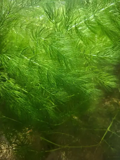 Hornwort for sale, View more