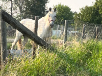 For sale 14 yearGelding 
