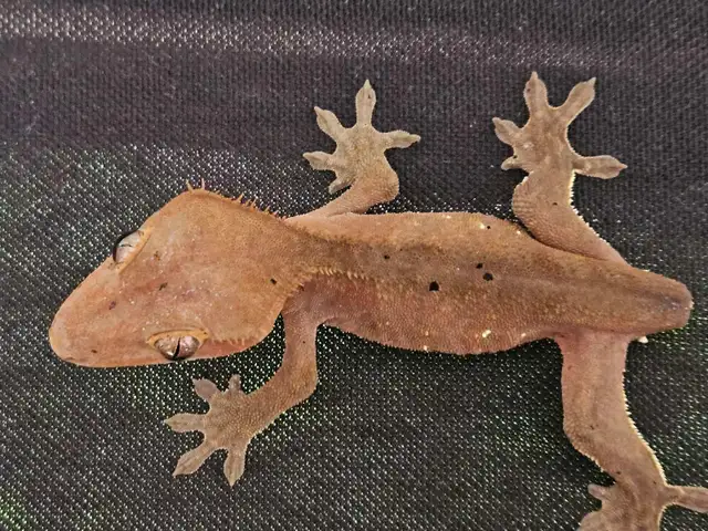 Male Crested Gecko, Juvenile  in Reptiles & Amphibians for Rehoming in Saskatoon - Image 2