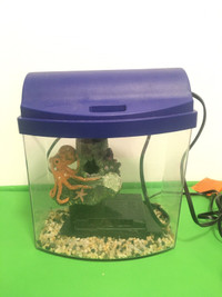 Portable Plastic Fish Tank Transparent Octopus Pet Household