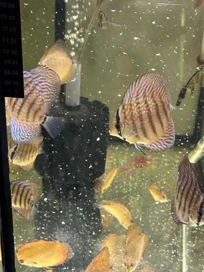 discus fish for sell, View more