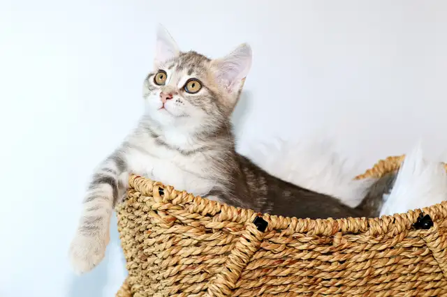 Adorable petit chaton femelle • croisée Bengal in Cats & Kittens for Rehoming in Lévis - Image 10