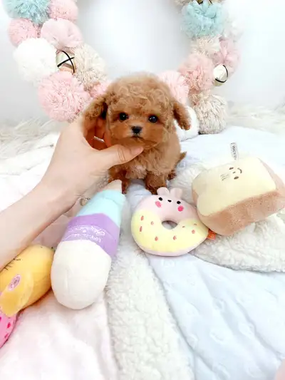 If this ad is up, they are available. We have a Tiny/Toy poodles available. They've been dewormed, v...