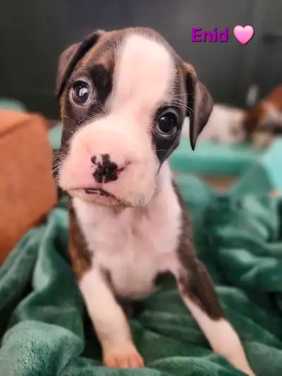 Boxer puppies, View more