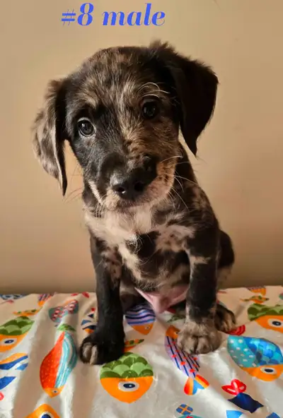 Small Labradoodle /poodle x retreiver puppies, View more