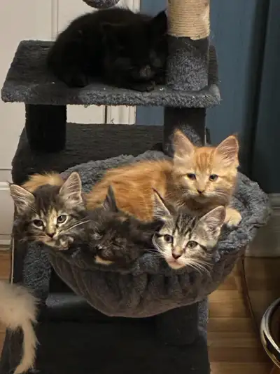 Adorable Maine Coon Kittens, View more