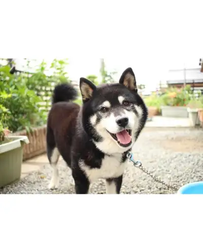 Dog Walking Available – Flexible Daytime Hours!, View more