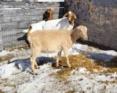 pure lamancha doe, View more