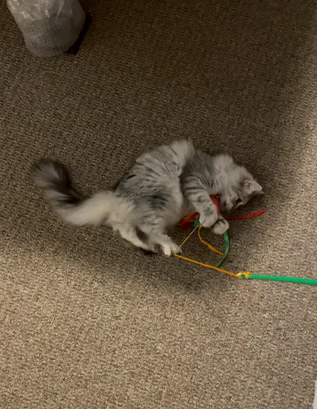 Adorable 1 year old Siberian Cat