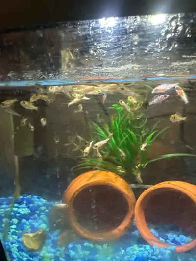     Juvenile Baby Peacock Cichlids , View more