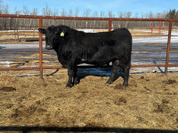 2 year old registered black angus bull
