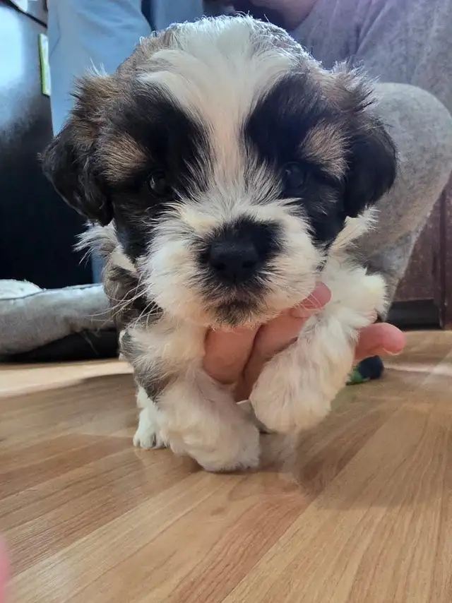 SOLD - Shih-Poo Male Puppy in Dogs & Puppies for Rehoming in Cambridge - Image 6