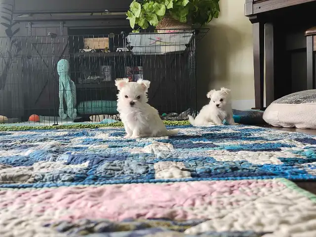 ❤️Beautiful TINY  TOY size Maltese - one female left❤️! in Dogs & Puppies for Rehoming in Edmonton - Image 7