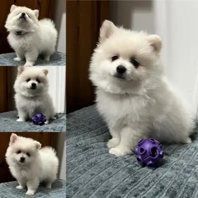chiots Pomeranien, View more
