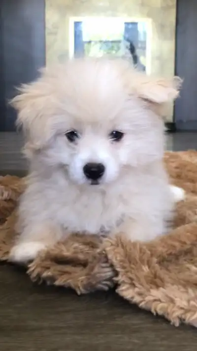 2 left! Adorable Shih Poo/ Bichon Pom Puppies, View more