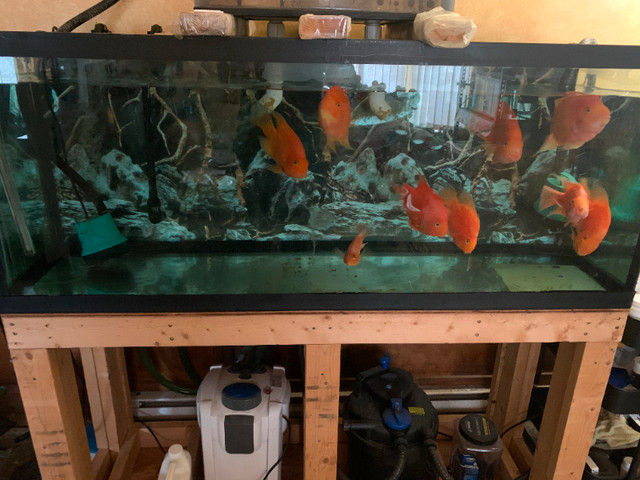 FIsh Tank and Blood Parrot fish in Fish for Rehoming in Delta/Surrey/Langley