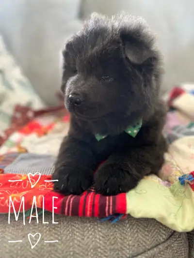 ONE LEFT! ❤️Purebred Chow Chow puppies ready to go!, View more