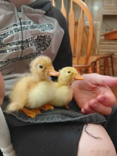 pekin ducklings, View more