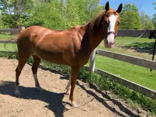 ginger stunning qh, View more