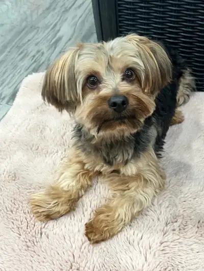 puppy for adoption , View more