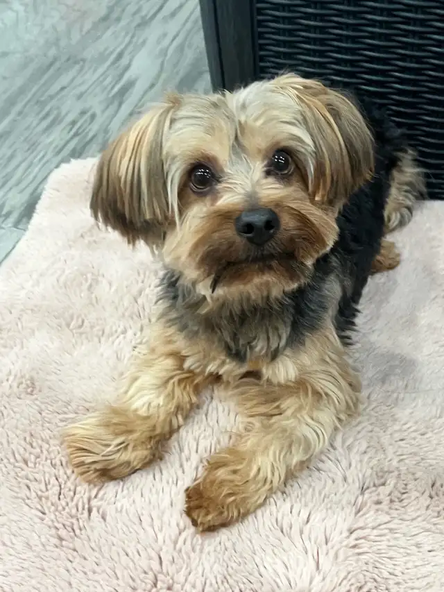 puppy for adoption in Small Animals for Rehoming in Mississauga / Peel Region - Image 2