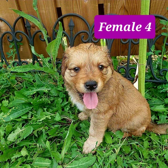 Lab cross Puppies born Canada Day Dogs & Puppies for Rehoming