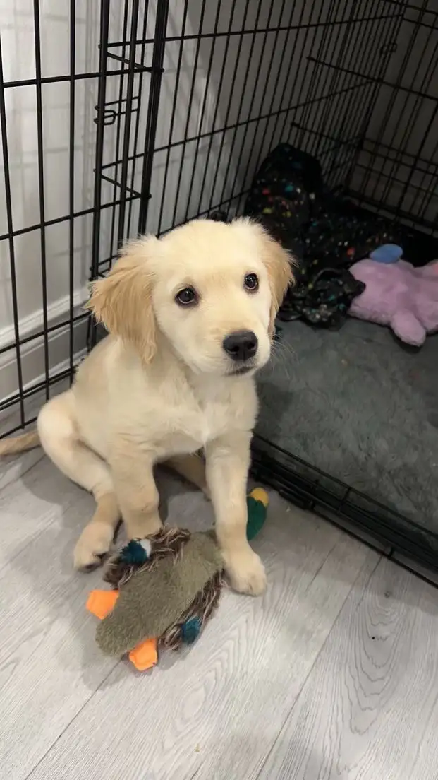 Golden  retriever puppy in Dogs & Puppies for Rehoming in Mississauga / Peel Region - Image 4