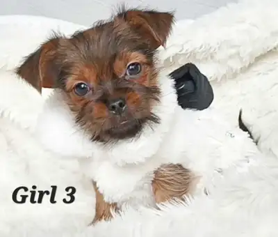 * 1 Left*  Pug X Tiny Yorkies Available!, View more