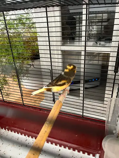 Canaris à vendre, View more