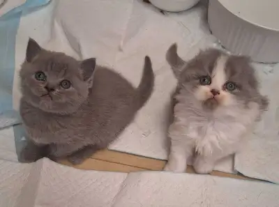 Scottish fold et straight, View more