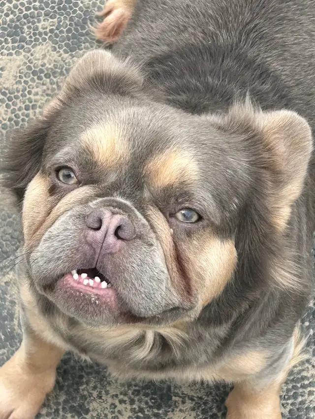 French bulldog adult female in Dogs & Puppies for Rehoming in Markham / York Region - Image 3