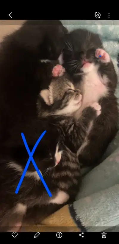 j'ai 3 bébés chats à vendre, veuillez m'envoyer un message pour plus d'informations je les vendrai à...