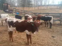 Longhorn roping calves 