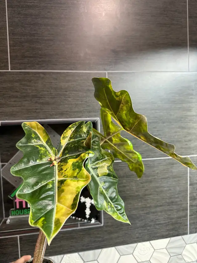 alocasia sanderiana/ nobilis in Plants, Fertilizer & Soil in City of Toronto - Image 6