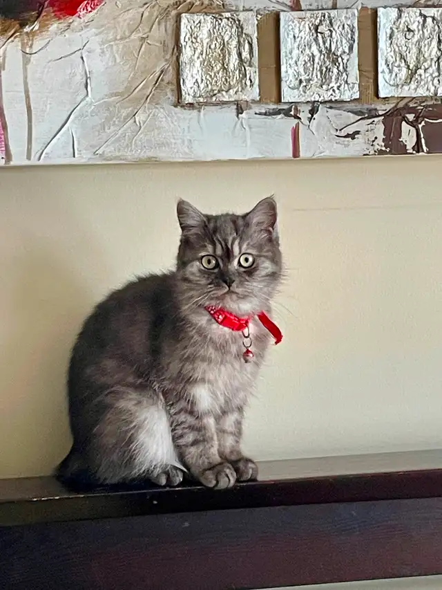Beautiful British shorthair 8 months old female in Cats & Kittens for Rehoming in City of Montréal - Image 4