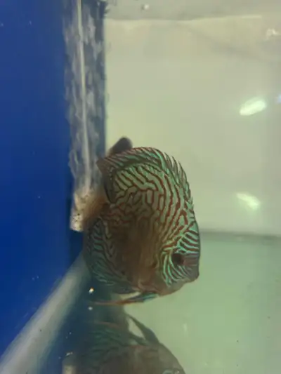 discus fish, View more