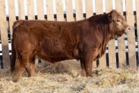 Yearling and 2 Year Old Bulls