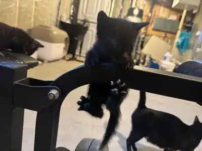 Black Russian Blue Kittens for Rehoming, View more