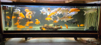 Gold fish for sale Kingston Kingston Area Preview