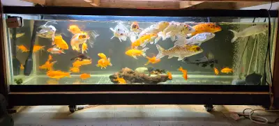 Gold fish for sale, View more
