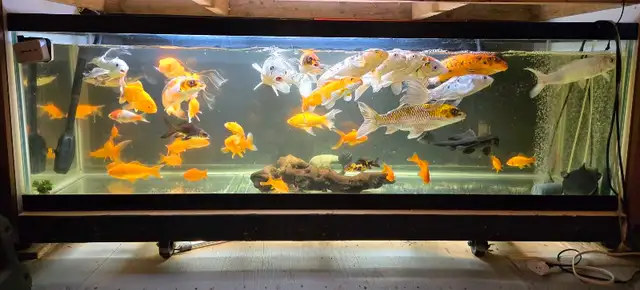 Gold fish for sale in Fish for Rehoming in Kingston - Image 2
