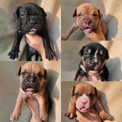 Fallling Pine Olde English Bulldogge Puppies Ready August 16th, View more
