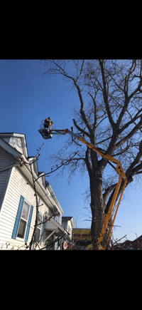 Arborist, Tree Removal, Storm damage clean up. Tree pruning.
