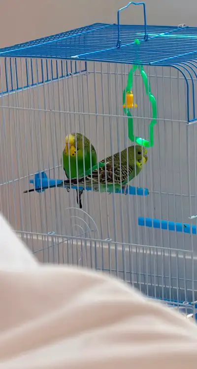2 BABY BUDGIES, View more