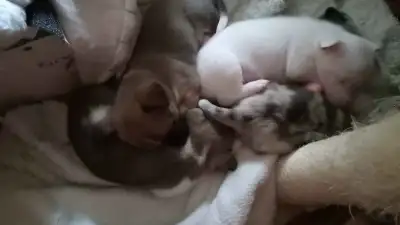 These puppies are chihuahua mixed with pomchi. (mother shown in images.) Three of the five puppies a...