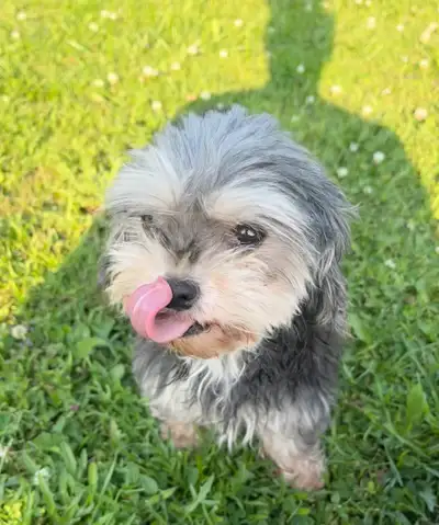 Fluffy Friendly Senior Yorkiepoo needs a Home, View more
