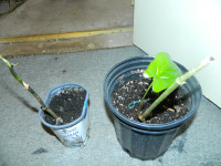 3 Syngonium plants
