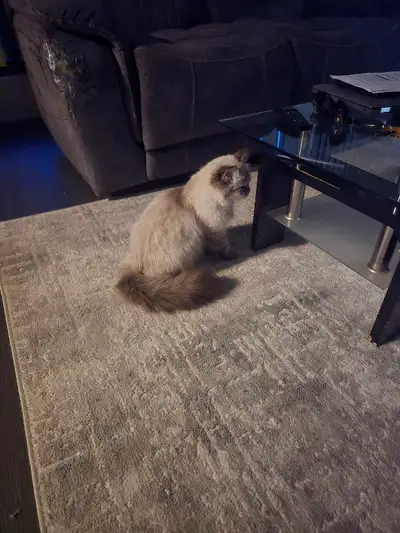 Rehoming my sister cat Ragdoll , View more