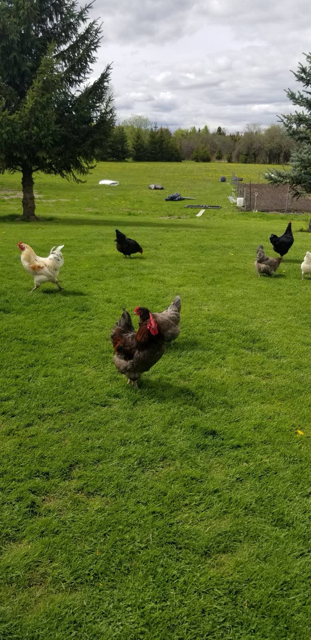 Roosters for sale $25 ea in Livestock in Peterborough